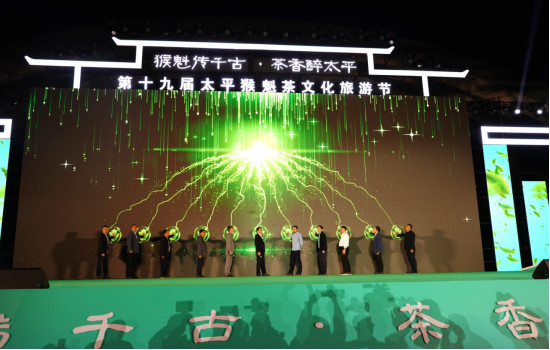 「綠茶魁首」太平猴魁開採 皖黃山區「一片葉子」鋪就生態共富路