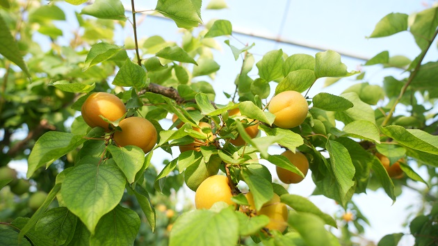 甘肅靜寧：大棚杏子搶「鮮」上市！反季節種植促果農增收