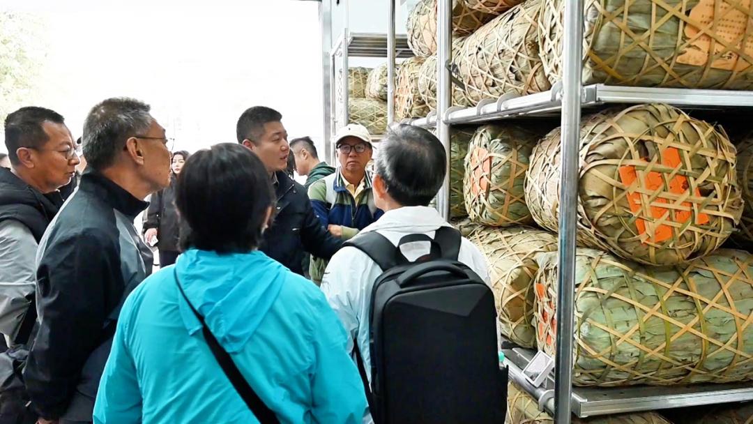 「箬葉沉香」引客來  馬來西亞茶商祁門訪茶