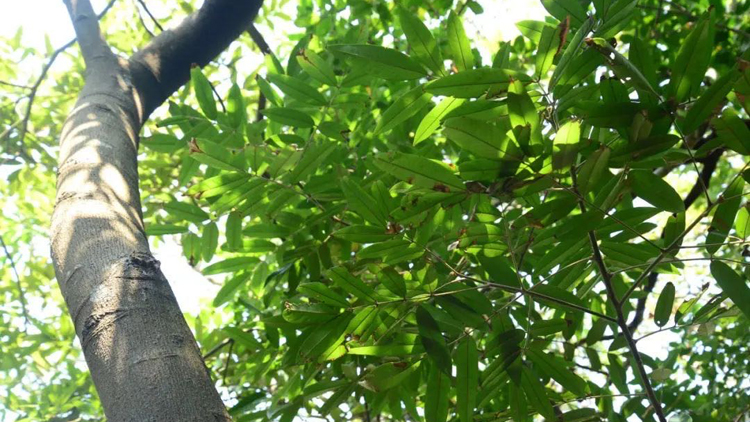 深圳大鵬發現國家二級保護野生植物新種群