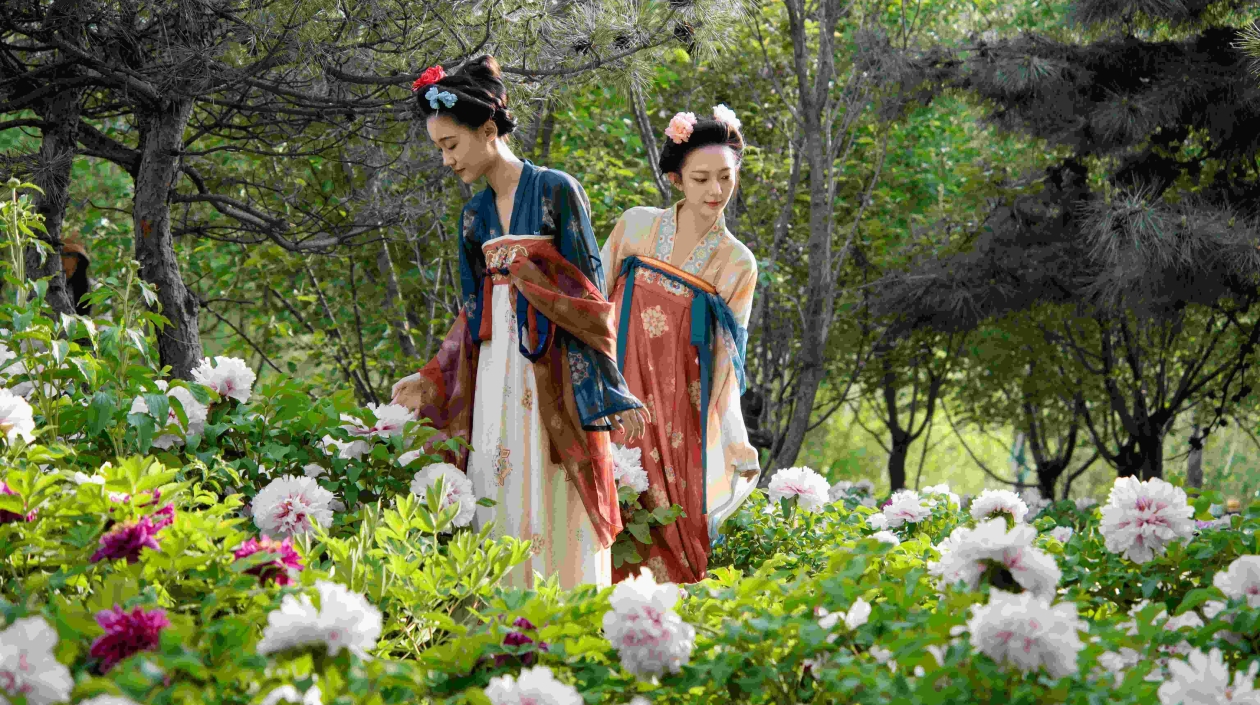 北京朝陽太陽宮天姿牡丹節啟幕 花期持續至5月5日