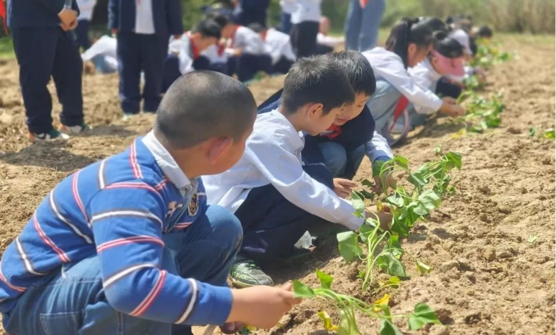 體驗農耕文化共享豐收喜悅 皖屯溪奕棋農場成研學樂園