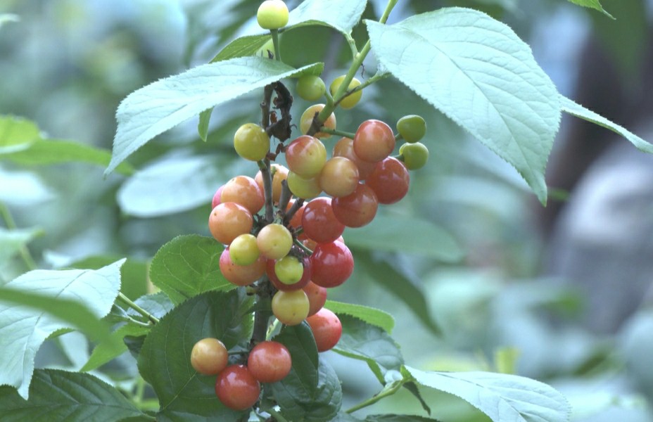 皖歙縣：櫻桃成熟季  採摘正當時