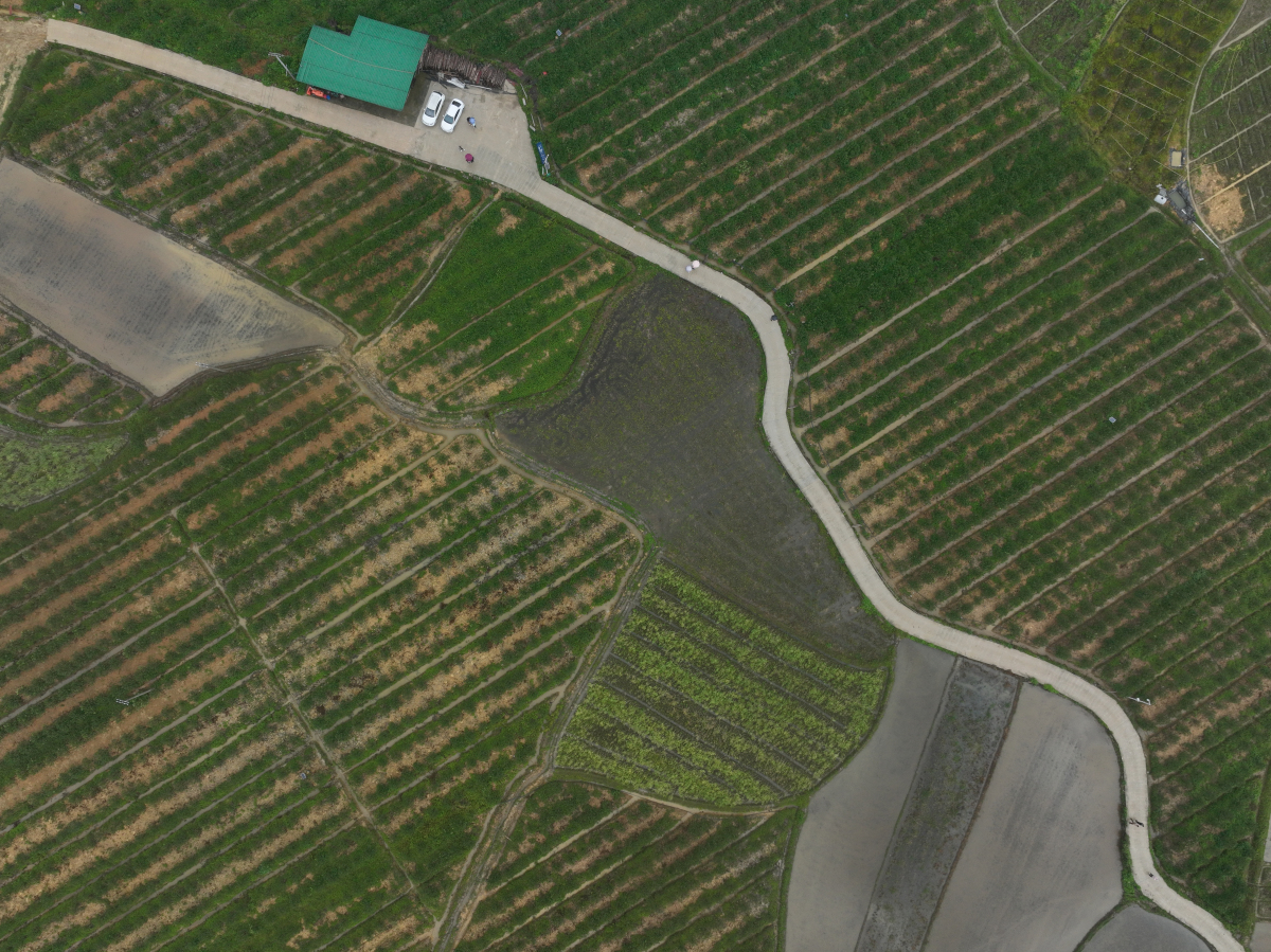 「數據種桔」全鏈發展　融安金桔品牌價值突破59億