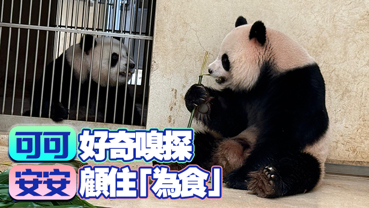 有片 | 大熊貓安安和可可在港度過首個繁殖季節 隔閘初次「互相了解」未安排交配