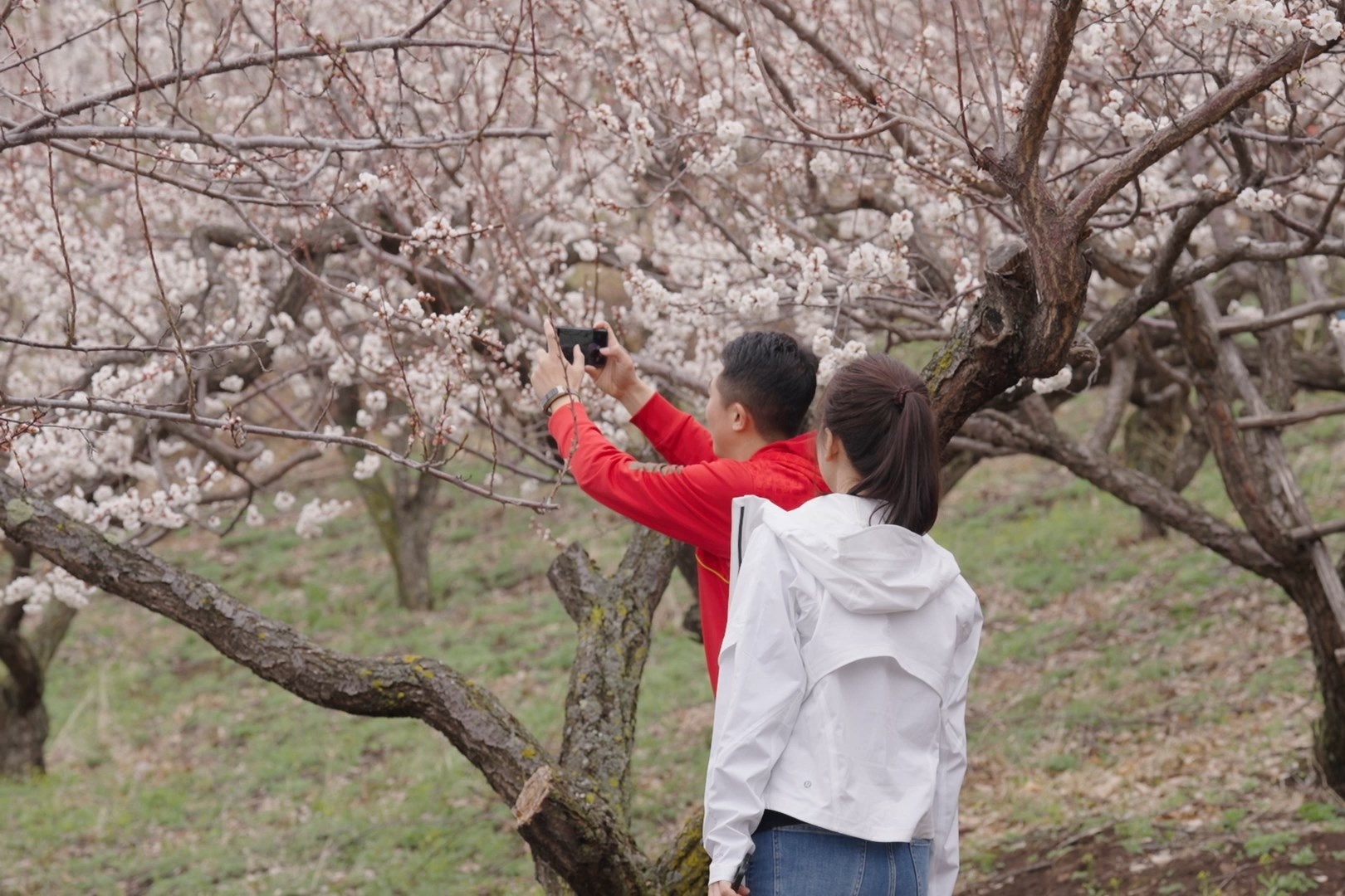黑龍江寶清：一段好春藏不住 漫山遍野杏花香