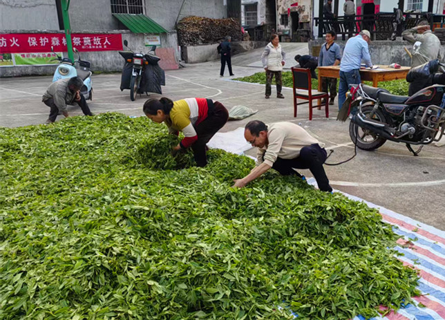 皖祁門祁紅鄉：深山野茶成增收「金葉子」