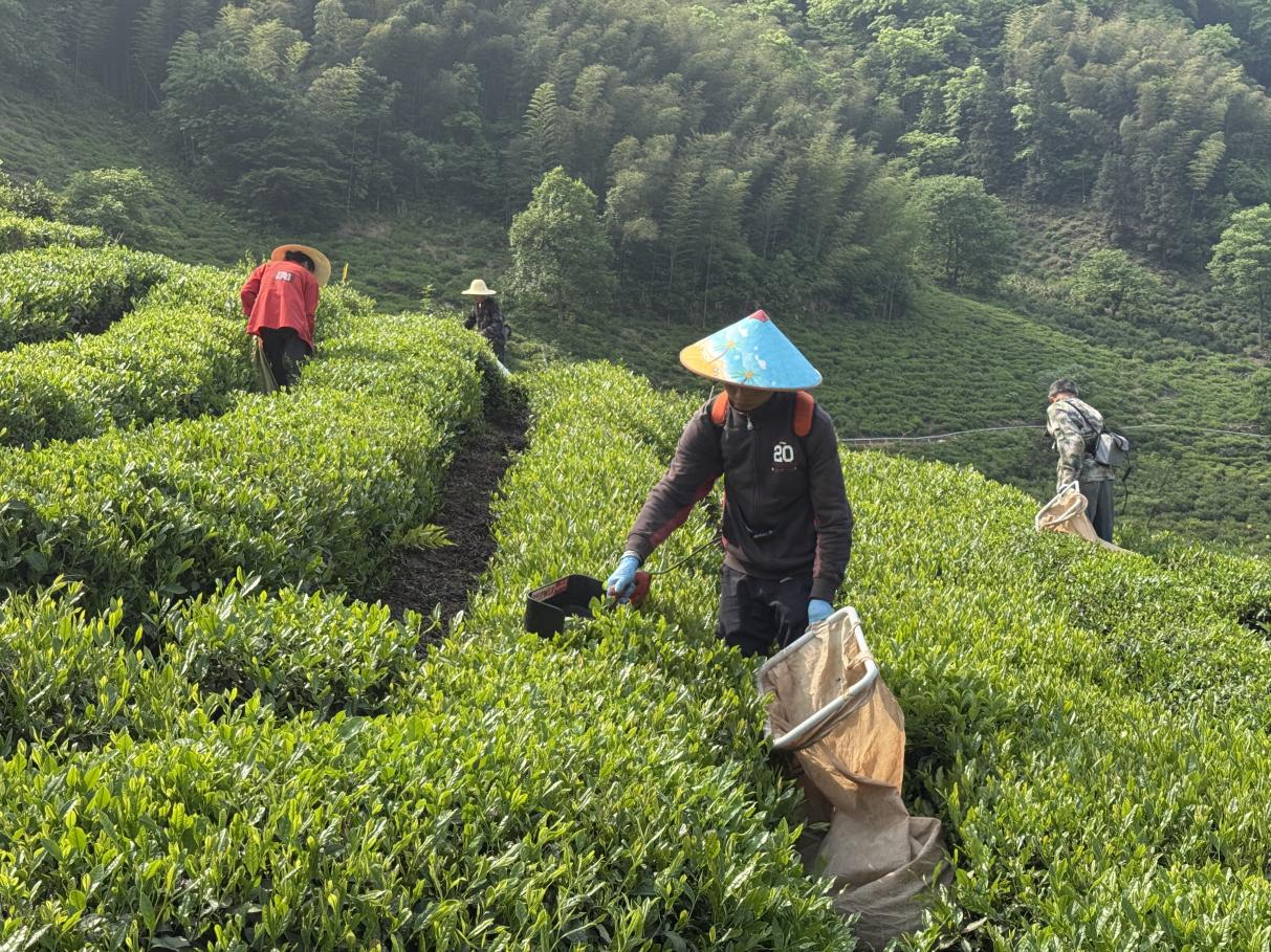 皖黃山區：「農夫」出手 撂荒茶園獲「重生」