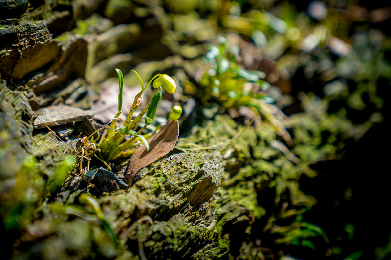皖休寧溪口鎮：生態富民產業興