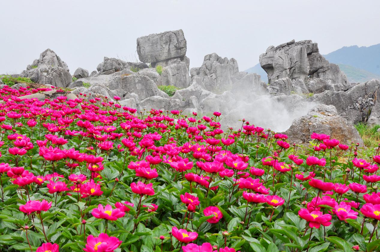 千年藥香淬鍊新動能——解密邵陽中醫藥產業全鏈發展模式