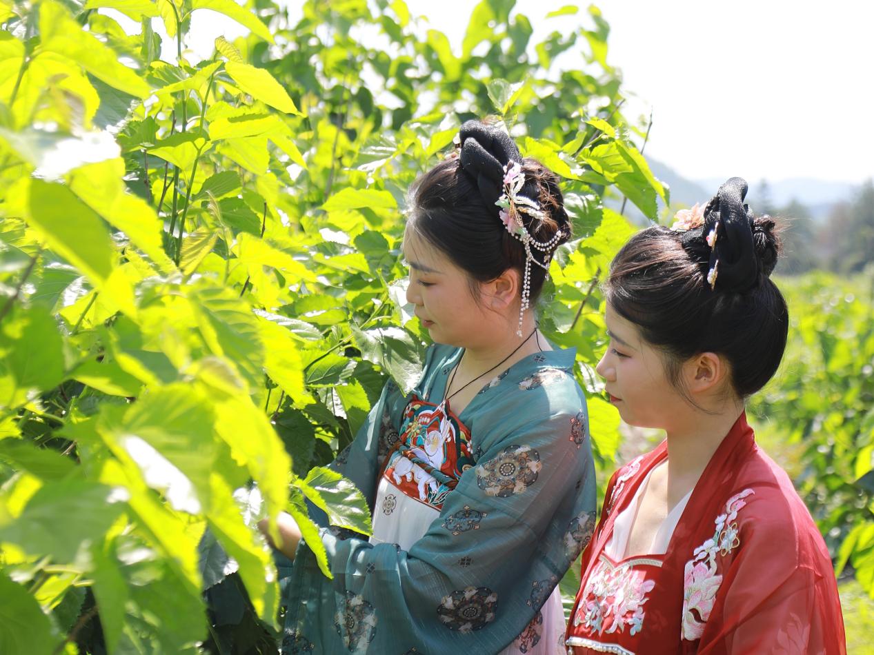 皖黃山區：葚果甜香滿桑園