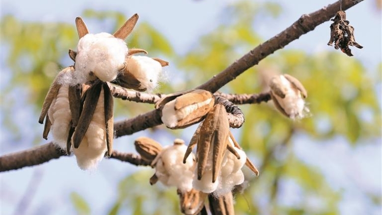 深圳木棉飛絮 專家建議過敏人士留意