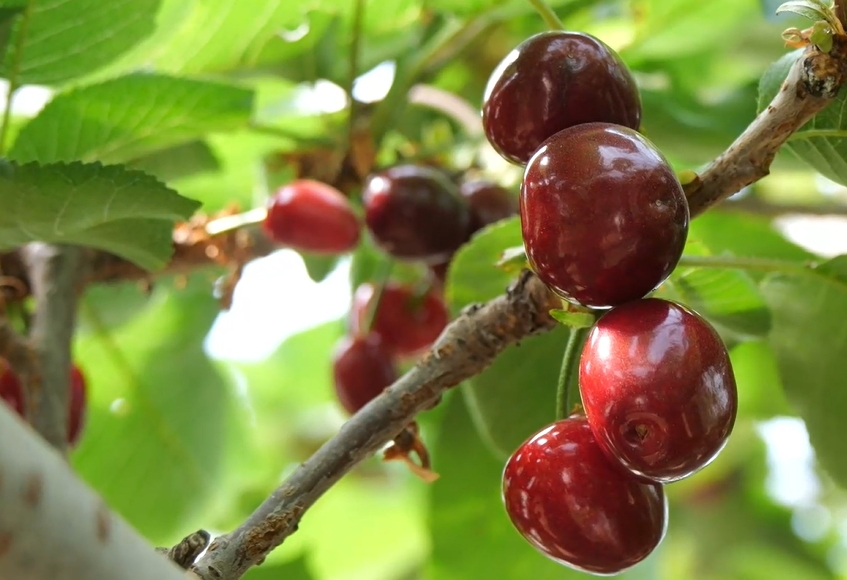 【視聽山東】櫻桃帶熱鄉村採摘游