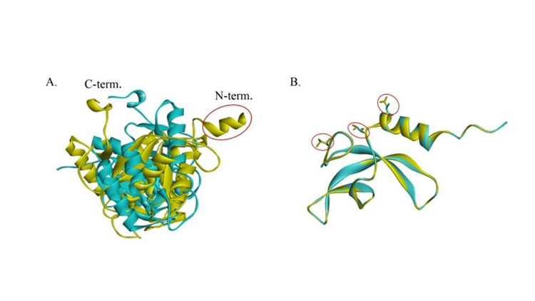 首次公布！中國空間站內發現微生物新物種