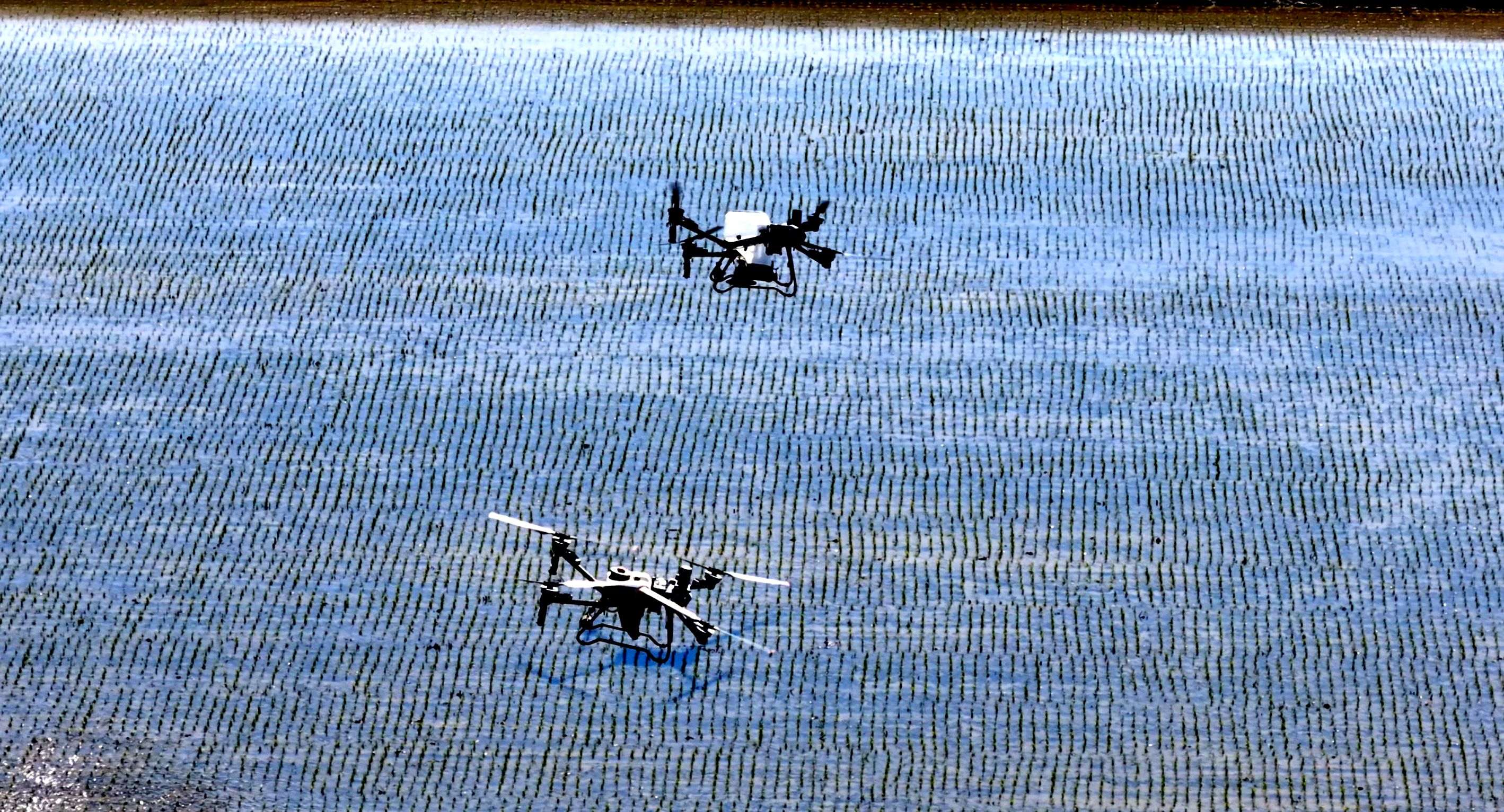 北大荒農業股份公司江濱公司適時夏管促豐產