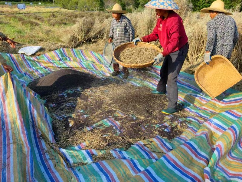 皖徽州區：奏響鄉村振興「金色樂章」