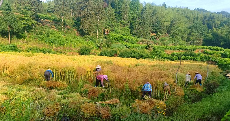 全力落實撂荒地整治 皖黟縣西遞鎮讓「良田」回歸「糧田」