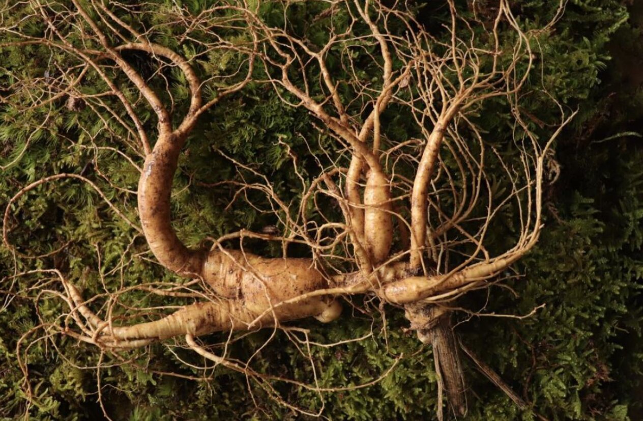 《只緣「參」在此山中》連續報道丨通化：野山參故鄉的「參」業新路——香港商報記者「尋參之旅」紀行（一）