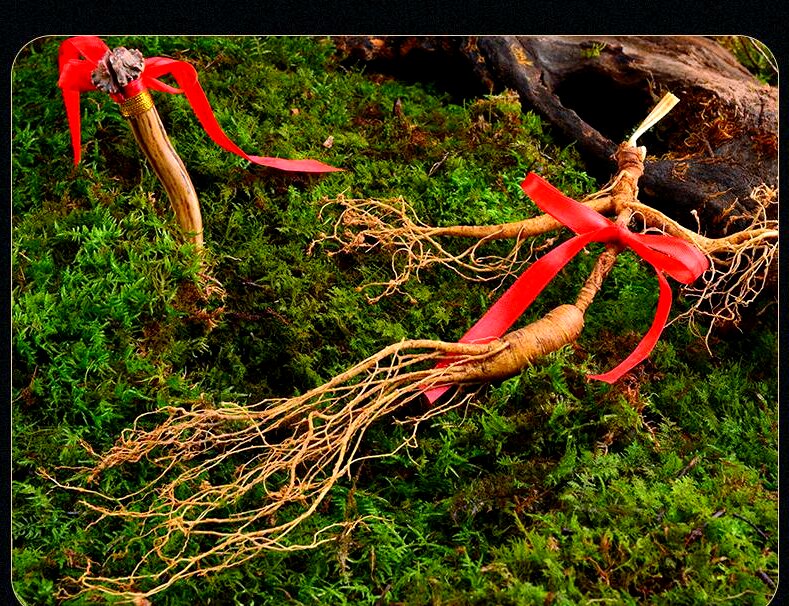 關於吉林省人參產業高質量發展的路徑與解析（二）「參」藏密碼——藥研雙輝