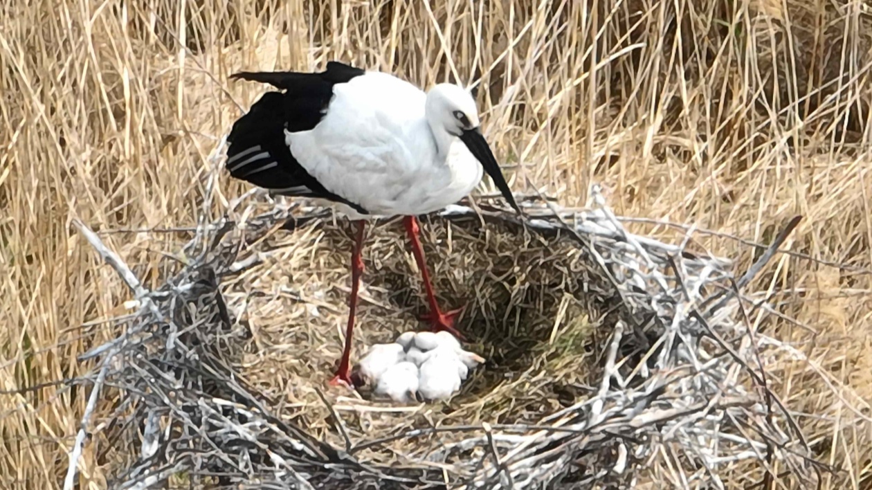 東方白鸛安家黑龍江寶清七星河 人工巢迎來首批鸛寶