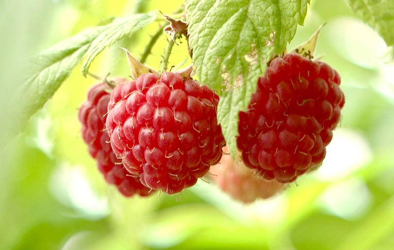 四川綿竹：特色水果產業奏響鄉村振興「甜蜜樂章」