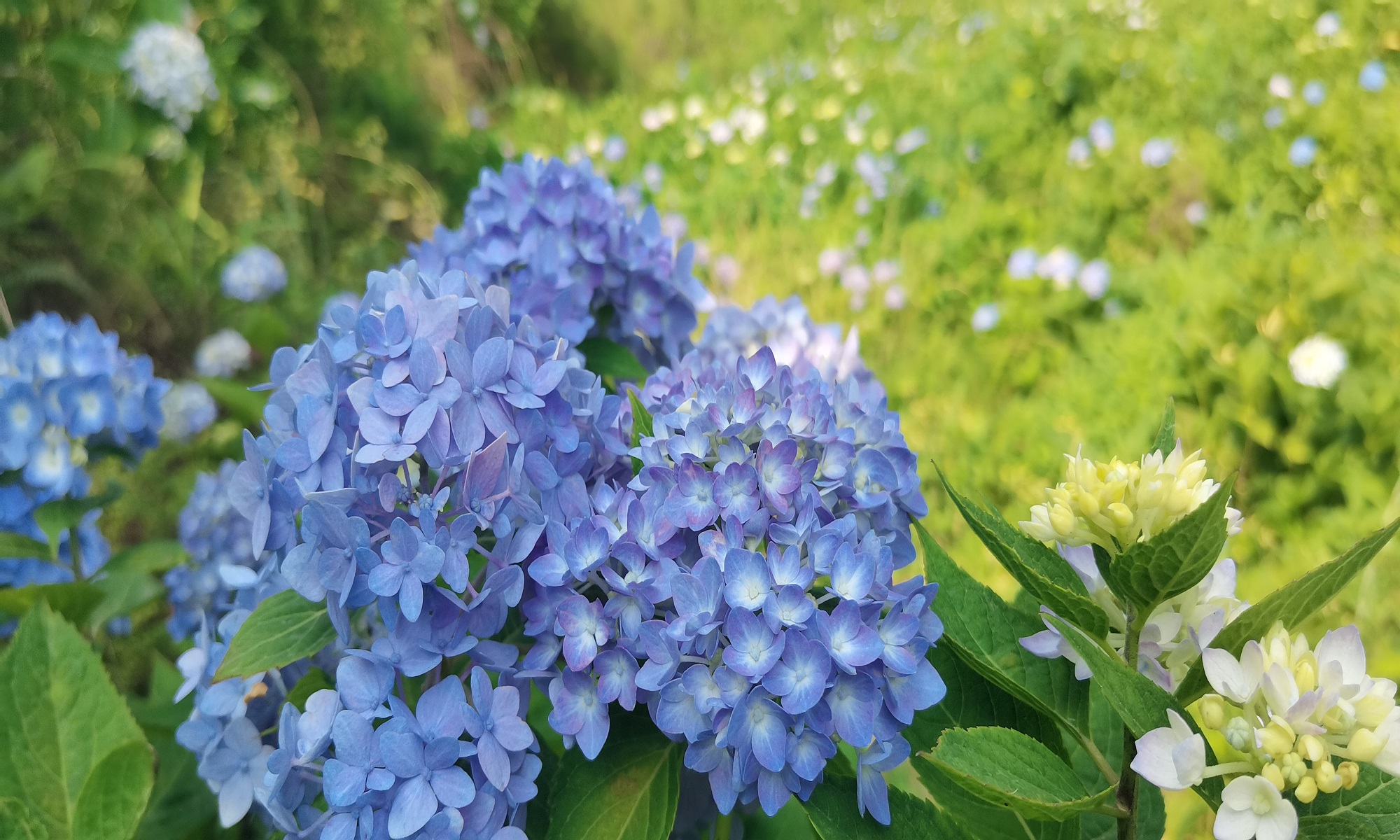 有片│立足生態優勢  四川綿陽鄉鎮趟出農文旅融合發展新路徑