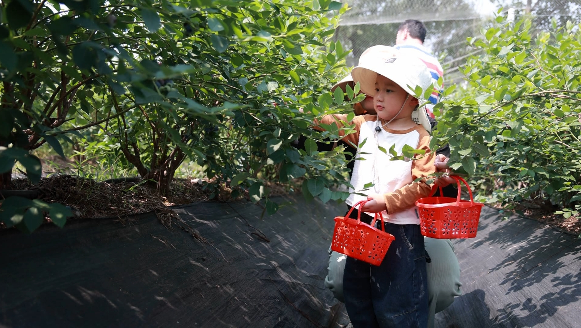 皖歙縣：藍莓採摘正當時 飽滿多汁滿口甜