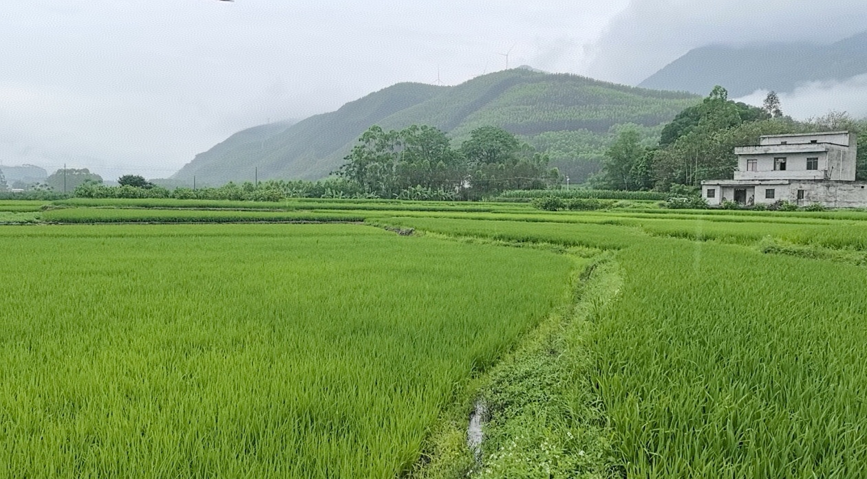 桂象州紅米：千年「花米」煥新 擦亮「桂字號」金字招牌