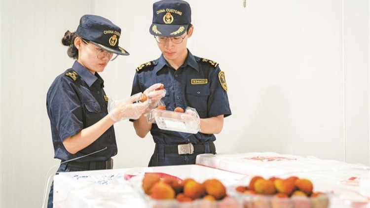 深圳海關打造生鮮水果「空中快線」 嶺南佳果「鮮」達全球