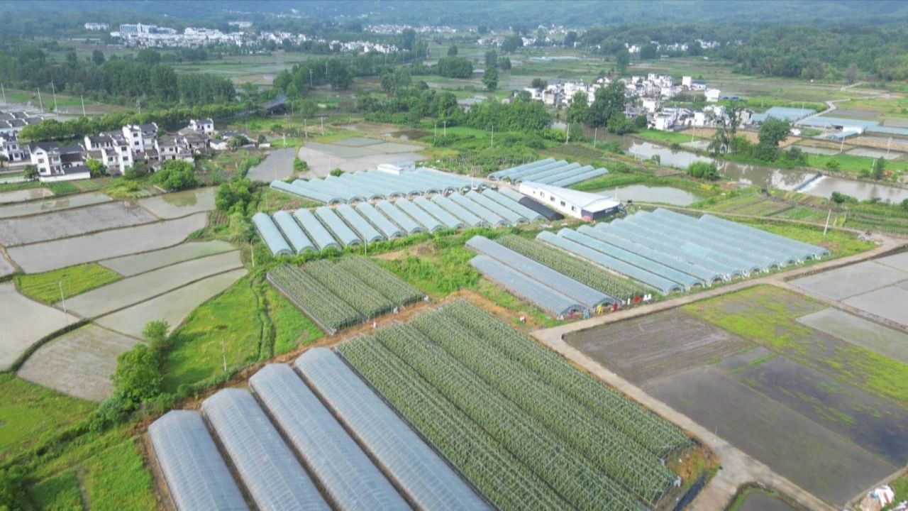 皖黟縣：小番茄解鎖農旅融合「密匙」