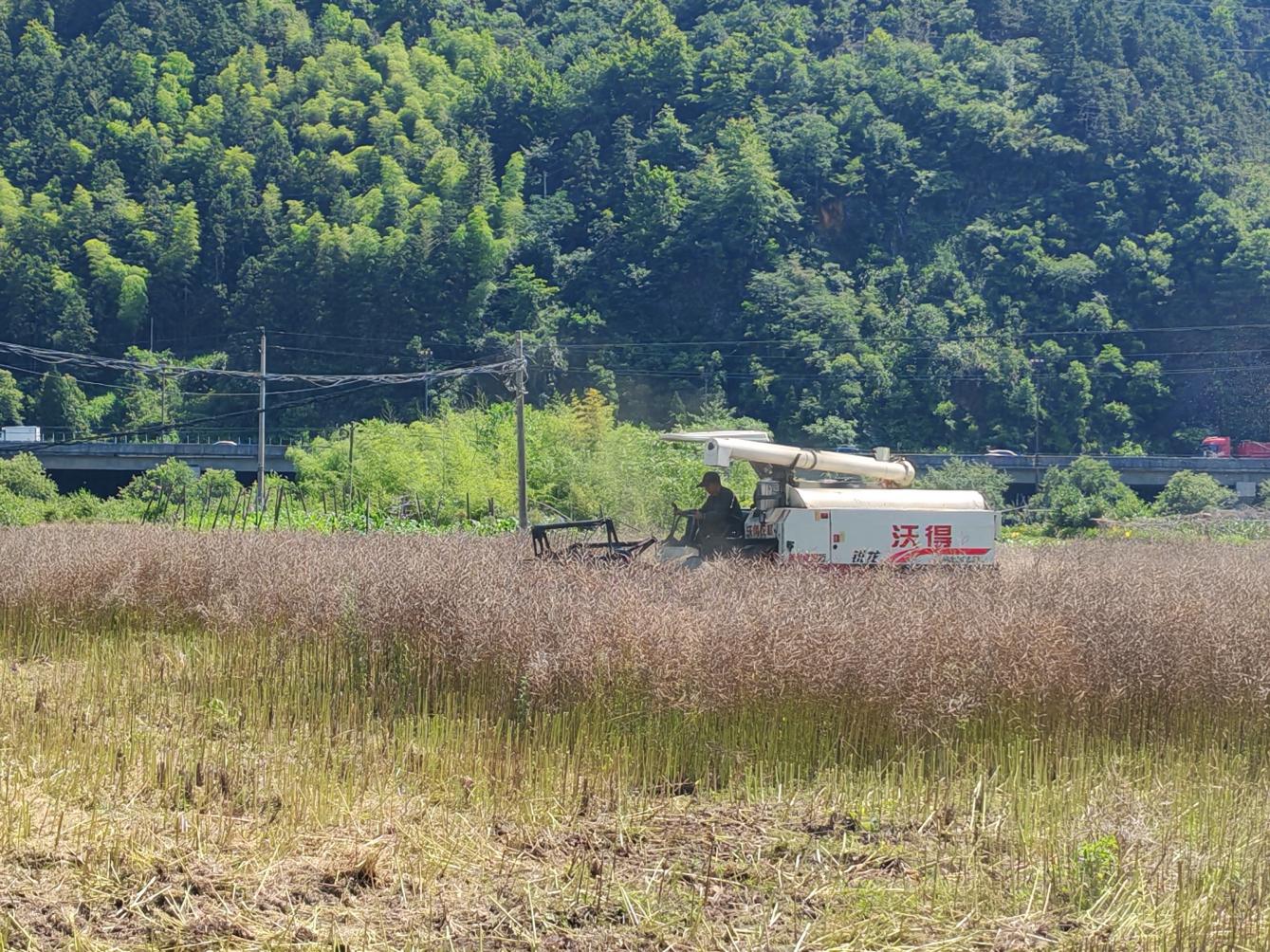 皖黟縣：科技「慧」種田  沃野美如畫