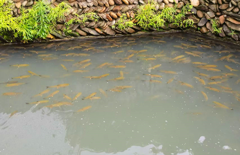 安徽黃山：守護「四珍」種質資源 解碼種業振興「祁門密鑰」