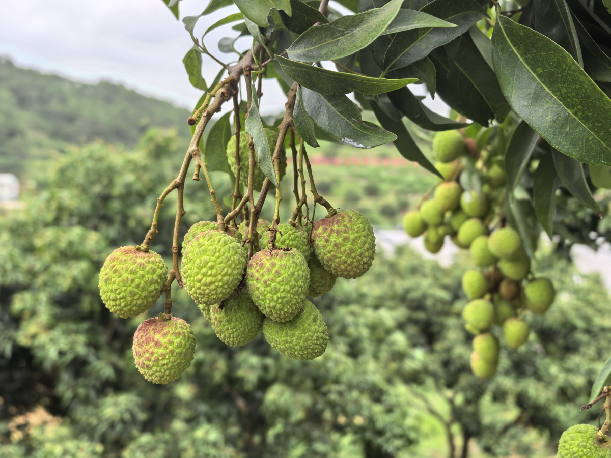 桂北流打造荔枝全產業鏈 推動「桂字號」品牌升級