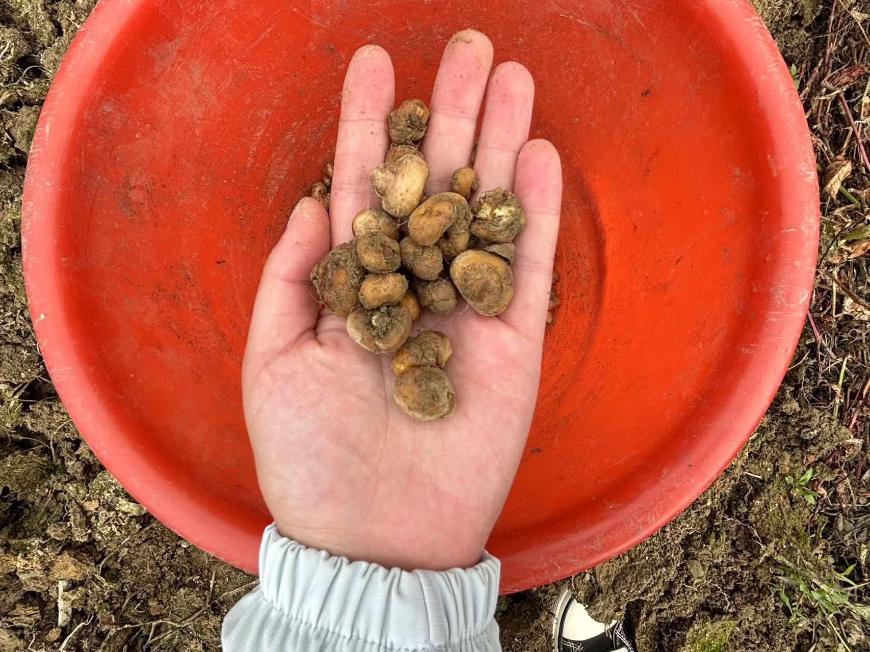 皖黟縣宏潭：元胡喜豐收 「藥香」變「財源」