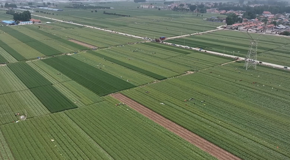 【視聽山東】蒜薹採收正當時