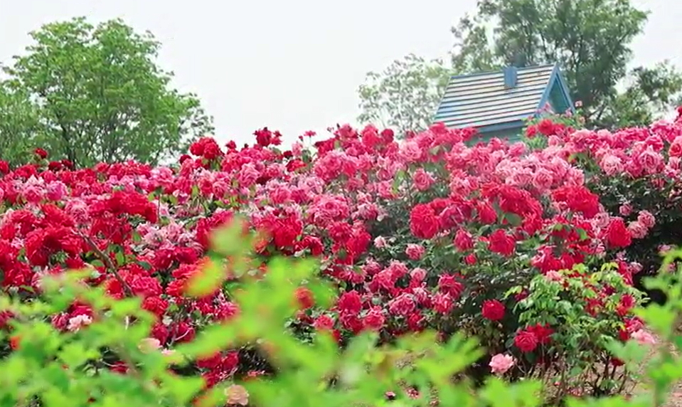 【視聽山東】初夏時節的滿莊鎮等你來打卡