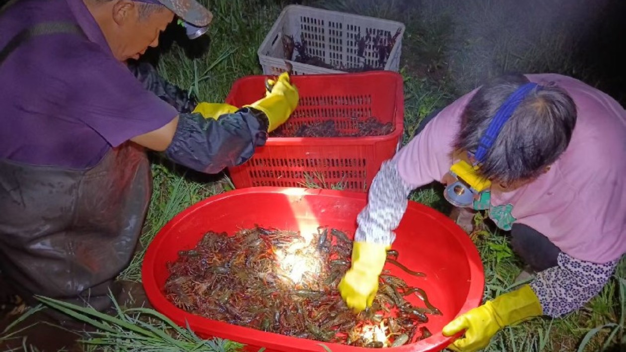 「稻蝦共生」促共富  皖休寧萬安鎮綠色農業助振興