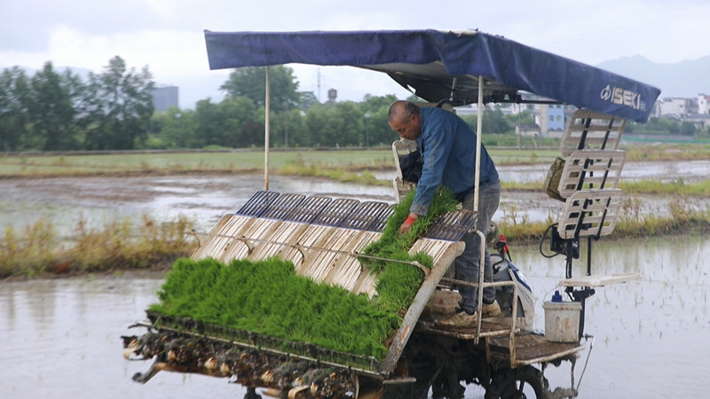 優結構落惠策推科技  皖黟縣水稻夏種進入收官階段