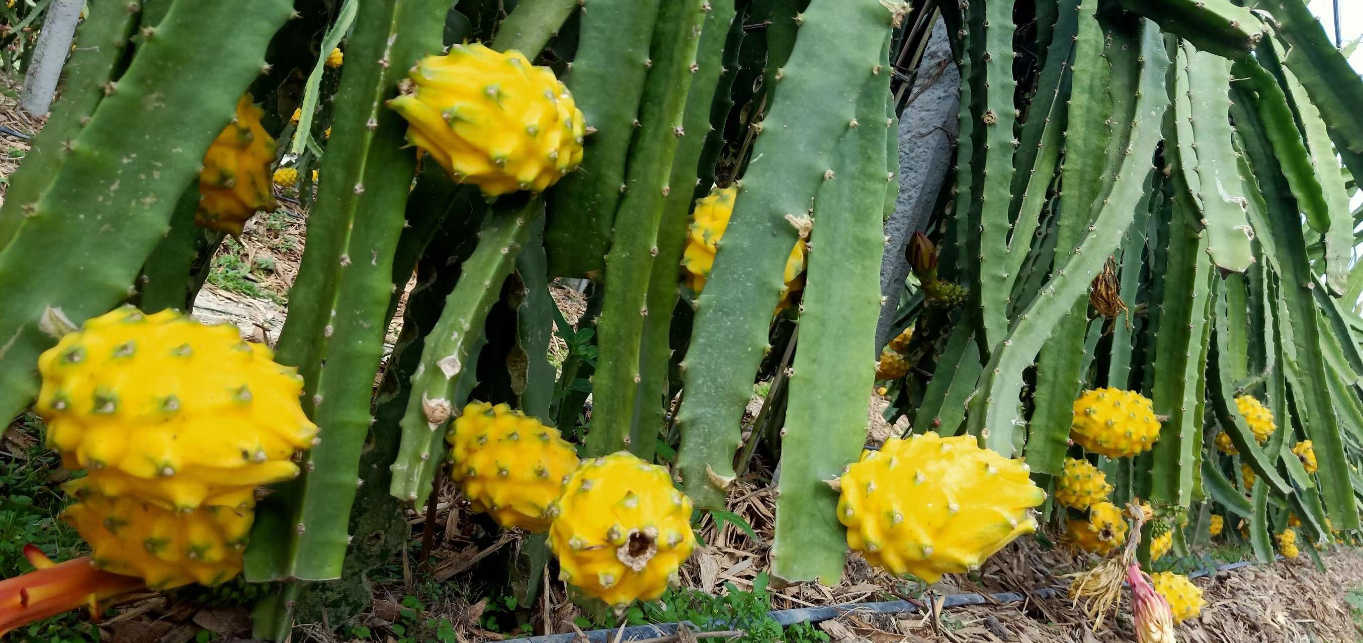 桂武鳴：火龍果「鏈」出40億產值 燕窩果成新增長點