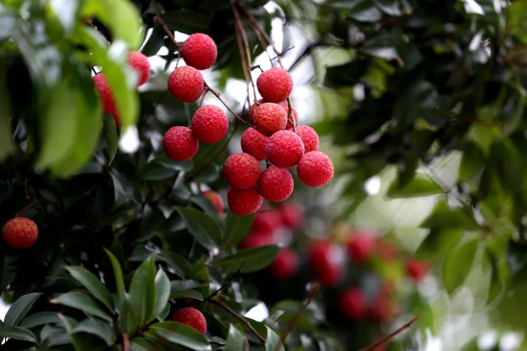 诚邀高考學子  乘高鐵享八折到東莞吃荔枝逛潮玩