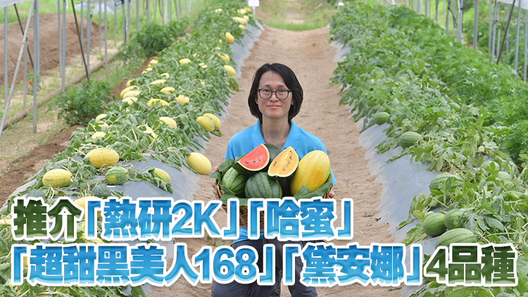 本地有機西瓜節周五起一連4日舉辦 首度引入國家研發新品種