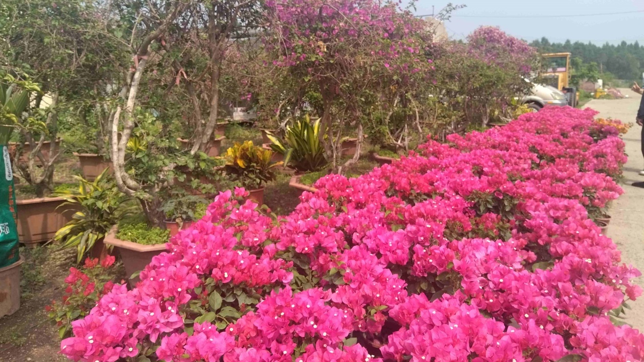 哈市香坊區首屆百花園藝展緊鑼密鼓籌備  將獻市民遊客視覺盛宴