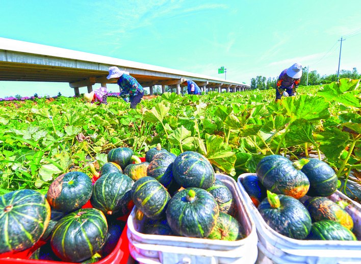 安徽巢湖：「小金瓜」喚醒「低產地」