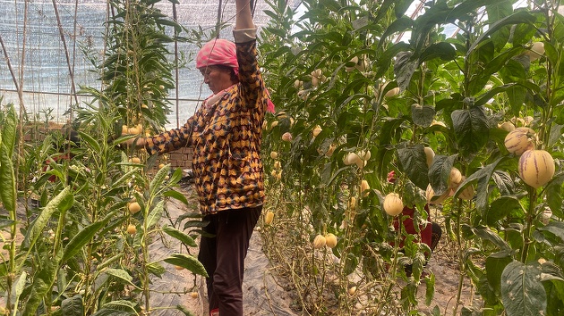 戈壁崛起4A級農業景區  千畝果園「鏈」動萬人致富