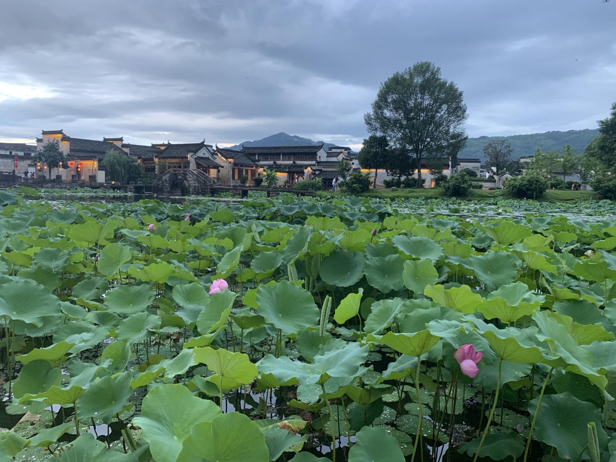 皖徽州區：荷香浸透六百年 古韻今朝共嬋娟