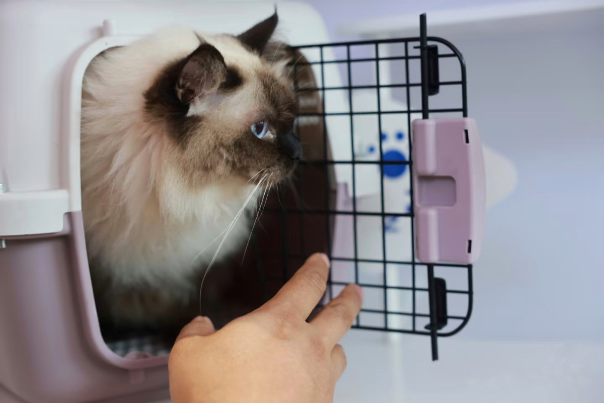 東航7月起新增滬廣、滬深、京廣、京深航線寵物進客艙服務