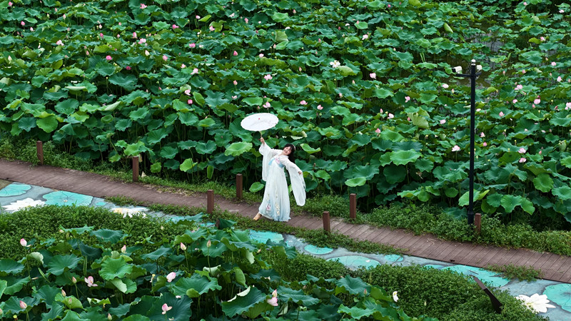 有片 | 皖徽州區：花開半夏  荷風送香