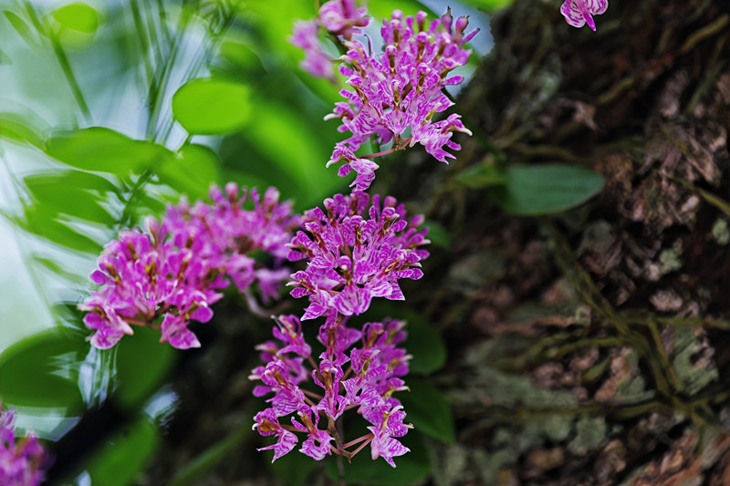 國家一級保護野生植物象鼻蘭在安徽祁門移植成功
