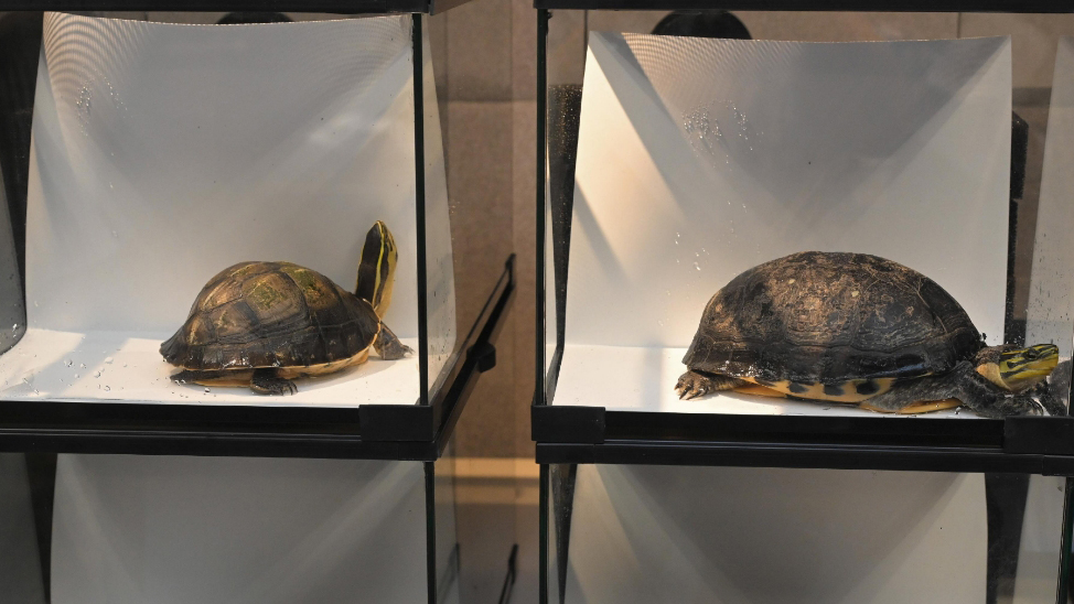 男子非法管有本地野生及瀕危龜隻 被判入獄20個月
