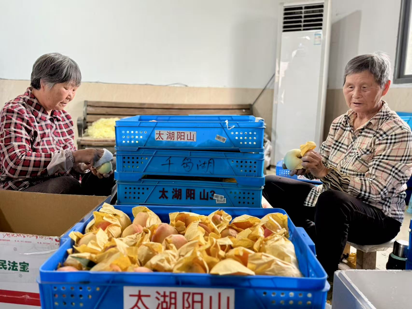 陽山科技+文旅書寫甜蜜「桃經濟」